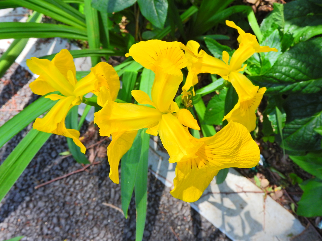 キショウブ（黄菖蒲）４