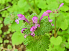 仏の座 （ほとけのざ）４