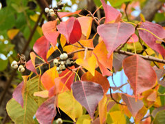 南京黄櫨 （なんきんはぜ） （紅葉と白いタネ）４