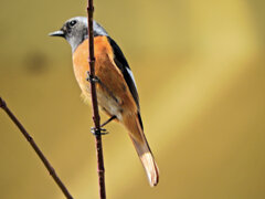 久々のジョビ男君　４