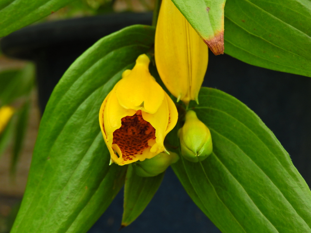 キイジョウロウホトトギス　(紀伊上臈杜鵑草)１