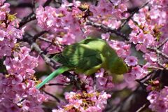 河津桜を喰い散らす　ワカケホンセイインコ　⑦