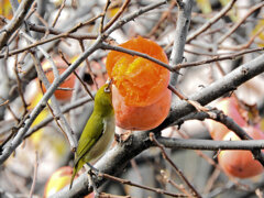 柿喰う　メジロさん　８