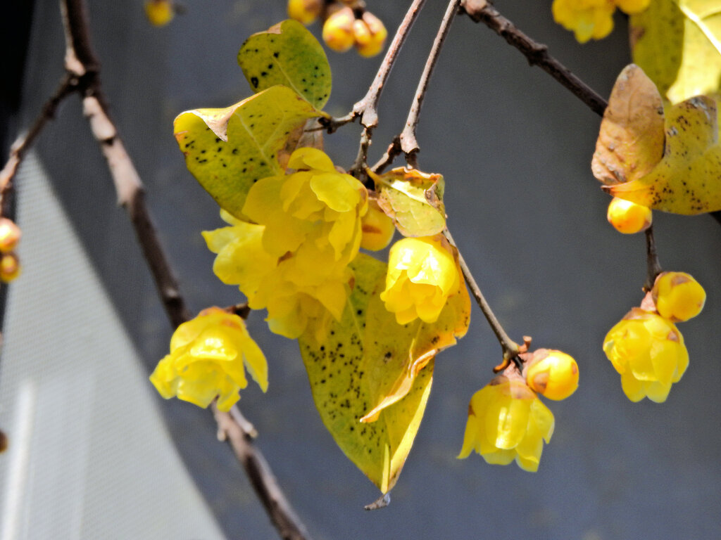 寒風・強風　吹く・・蝋梅　８