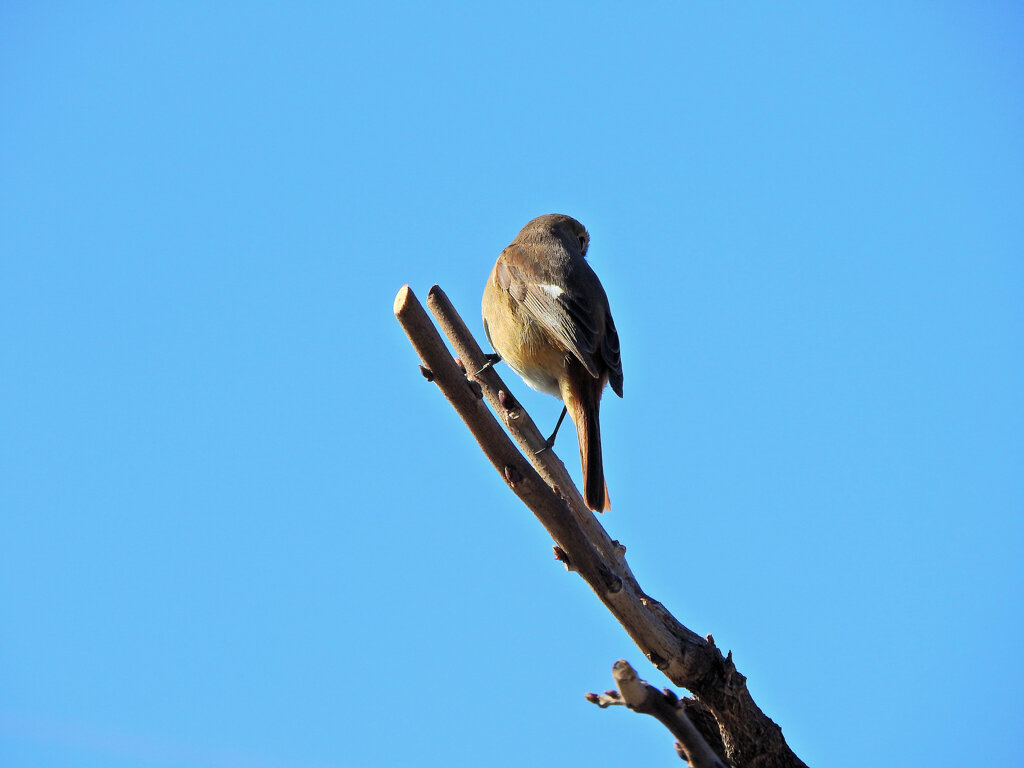 ジョビ子　さん　2/3
