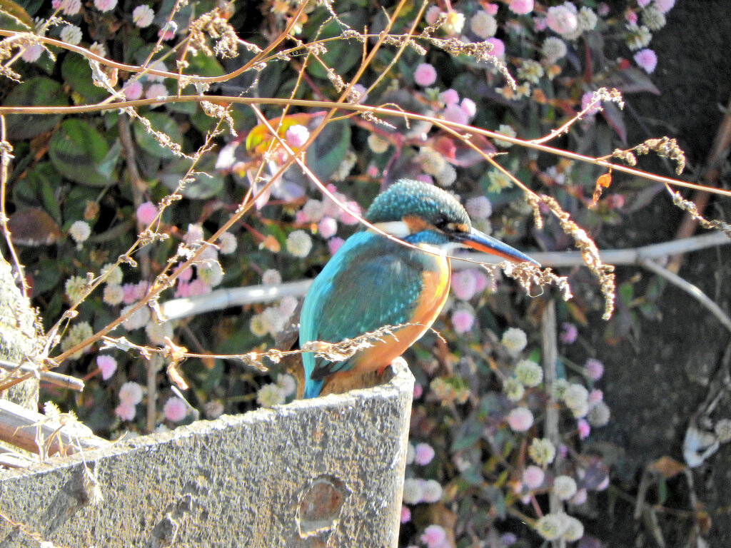 今日のカワセミ　さん