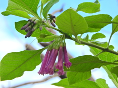 イオクロマ・キアネウ　６