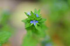 たちいぬのふぐり(立犬の陰嚢)1  たちいぬのふぐり(立犬の陰嚢)1