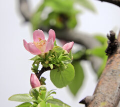 花梨の花　３