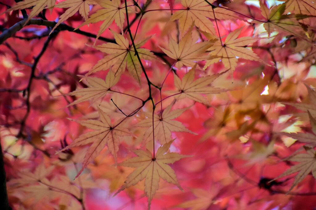 紅葉　在庫処分　３