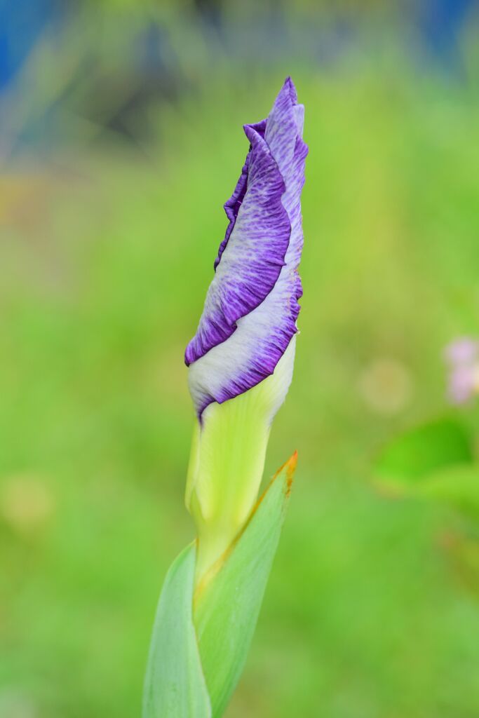 花菖蒲　５