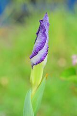 花菖蒲　５