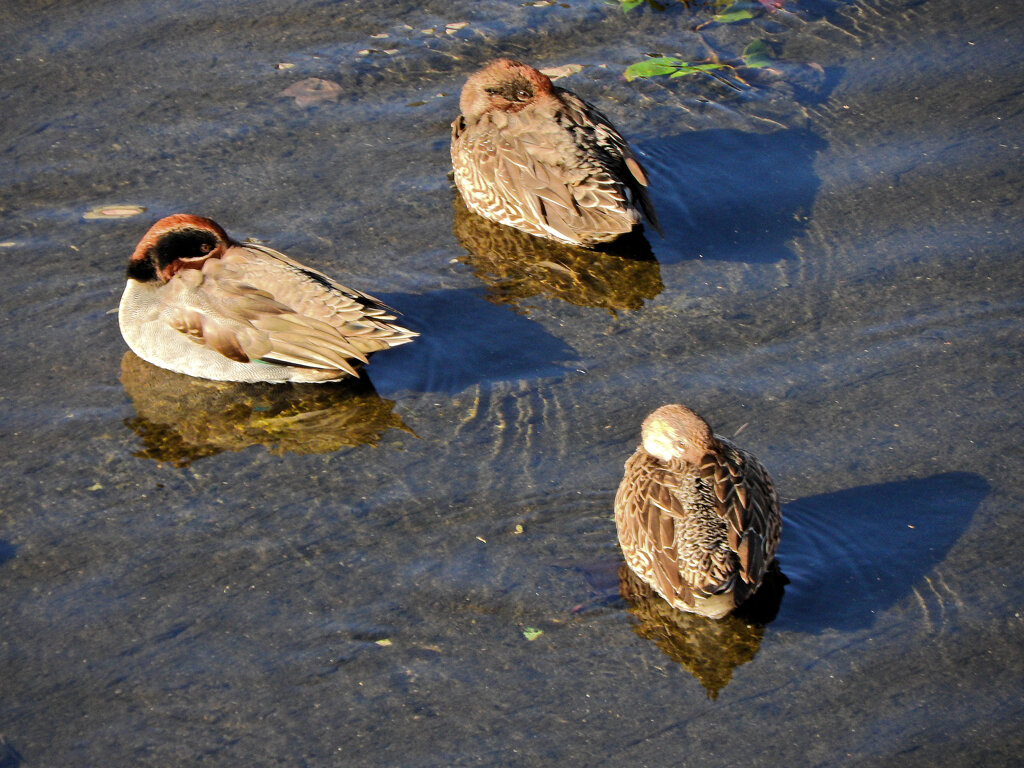 コガモ　さん　８