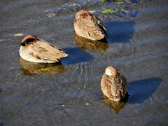 コガモ　さん　８