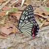 アカボシゴマダラ チョウ目　タテハチョウ科　コムラサキ亜科　３