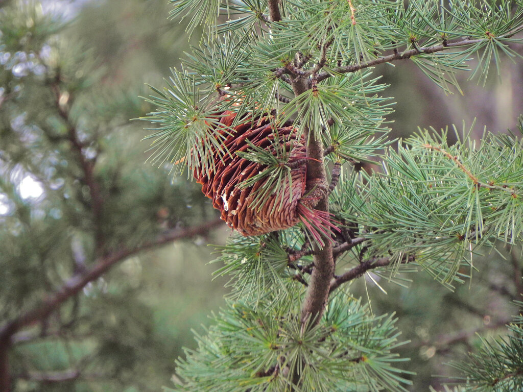 ヒマラヤスギ　実　２