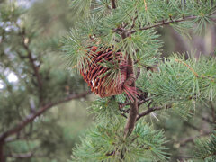 ヒマラヤスギ　実　２