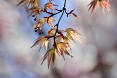 春紅葉　６