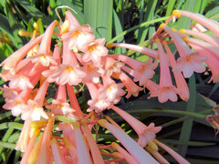 キルタンサス　３