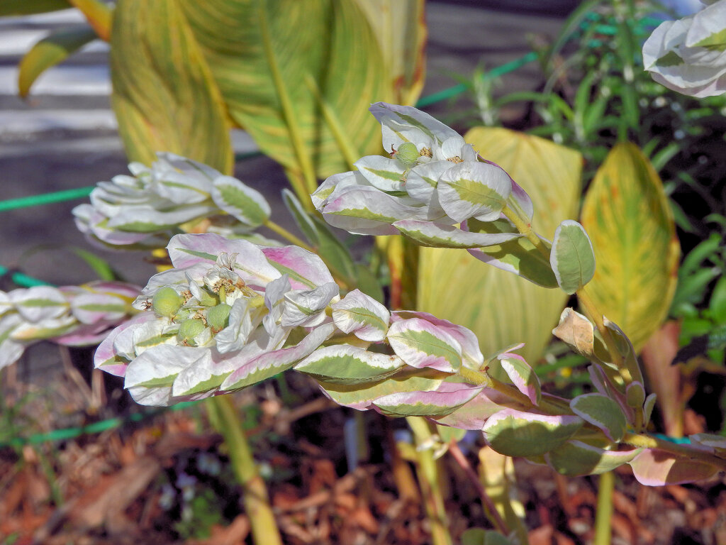 初雪草 （はつゆきそう）１