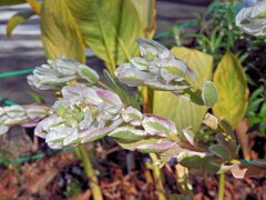 初雪草 （はつゆきそう）１