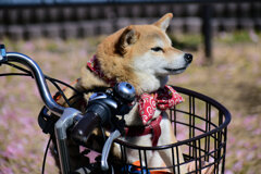 自転車の前篭で散歩だって（∪＾ω＾）わんわんお！　２