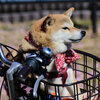 自転車の前篭で散歩だって（∪＾ω＾）わんわんお！　２