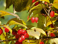 山茱萸 （さんしゅゆ）実　４