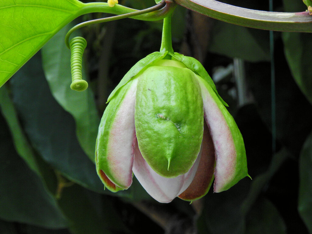 真冬のパッションフルーツの花　６