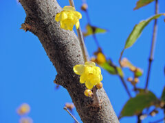 蠟梅（ロウバイ）が開花　４