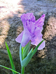 花菖蒲　１０