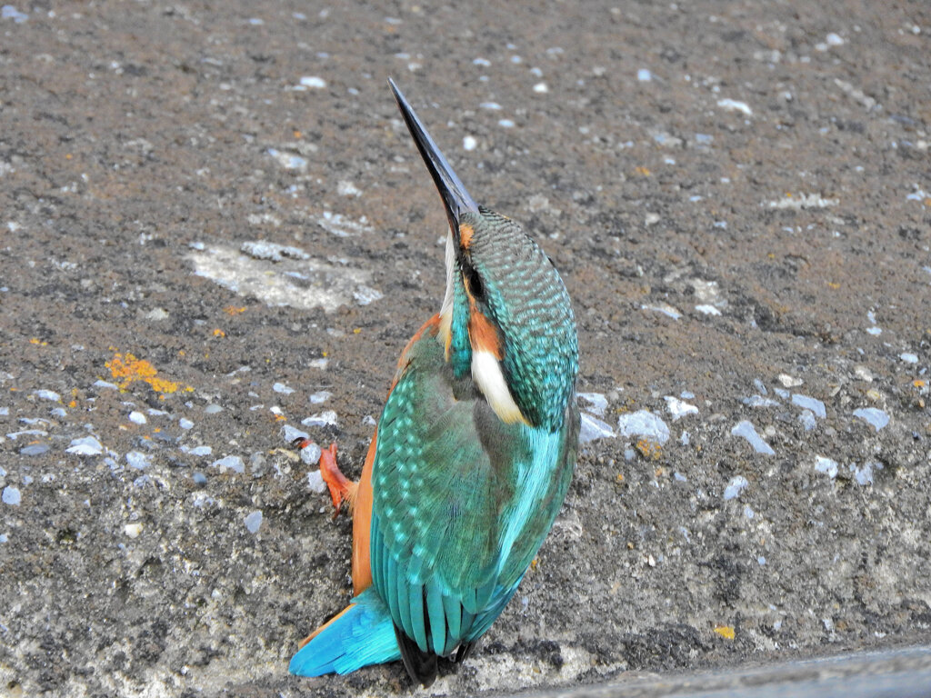 久々のカワセミ　さん　４