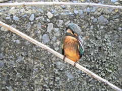 腹黒い　カワセミ　２
