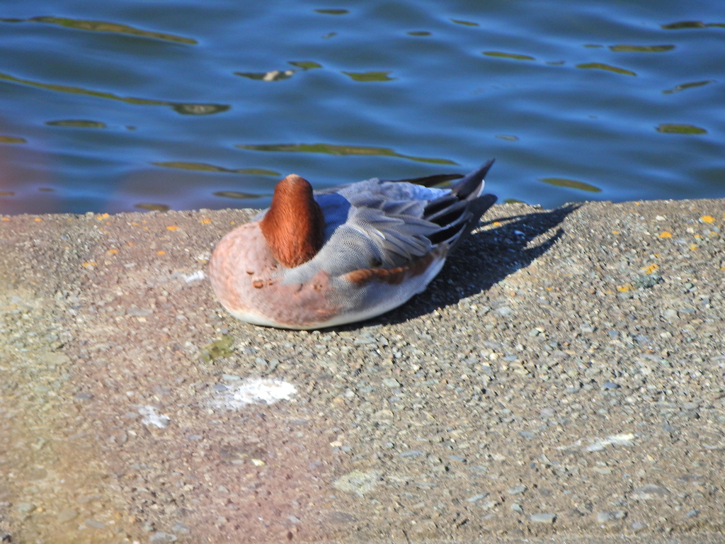 ヒドリガモ　さん　１０