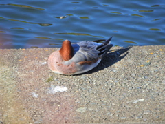 ヒドリガモ　さん　１０