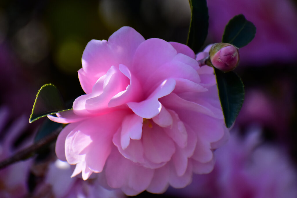 山茶花　４