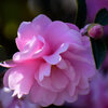 山茶花　４