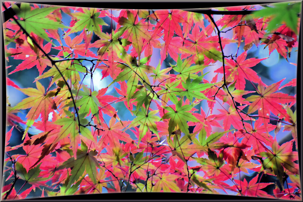 ♥年末のご挨拶♥