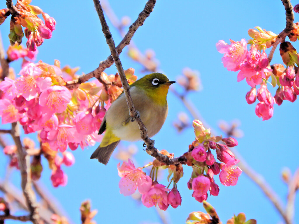 サクジロー　ヨコハマヒザクラ（横浜緋桜)にメジロさん４