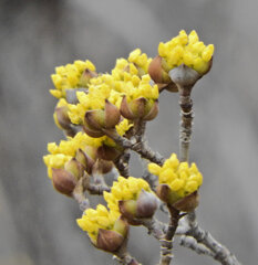 山茱萸（サンシュユ）開花　７