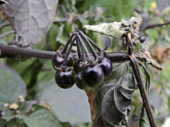 「アメリカ犬鬼灯」の実　２