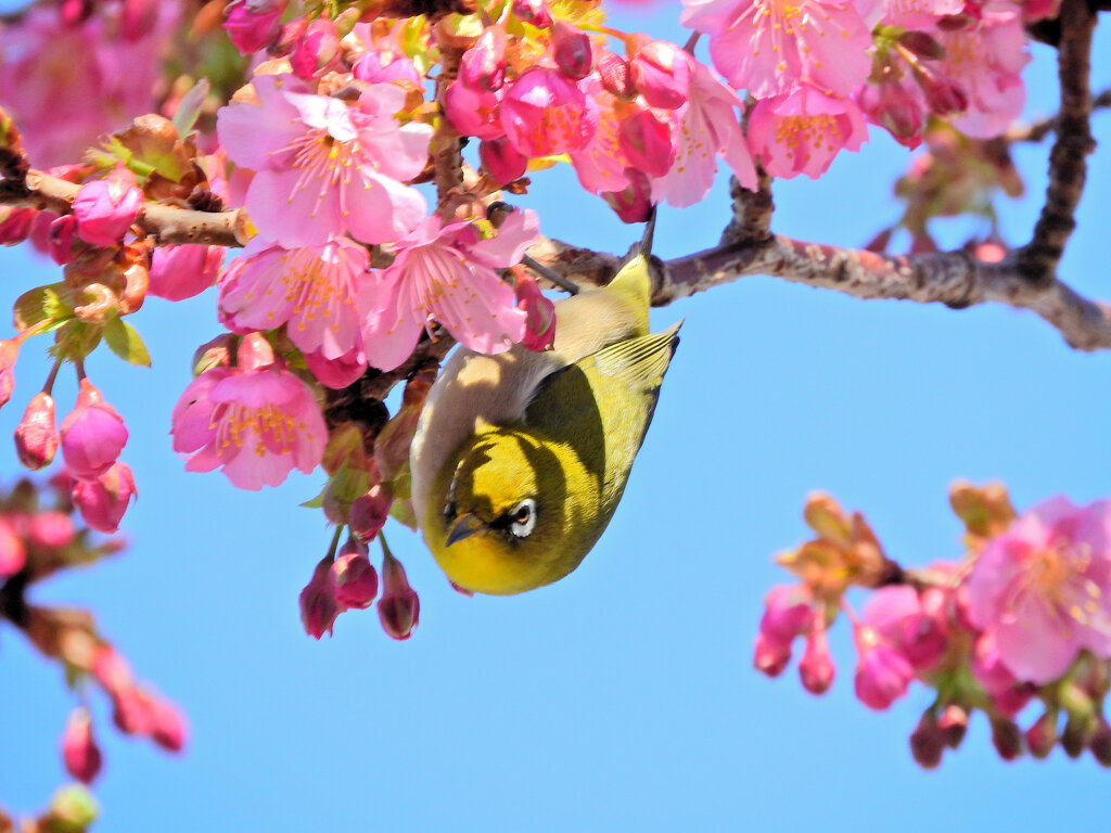 サクジロー　ヨコハマヒザクラ（横浜緋桜)にメジロさん８