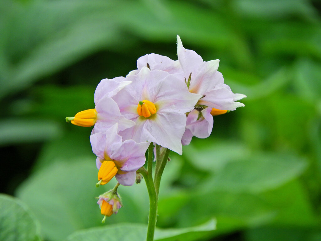 近所の畑のジャガイモの花　１