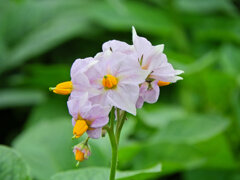 近所の畑のジャガイモの花　１
