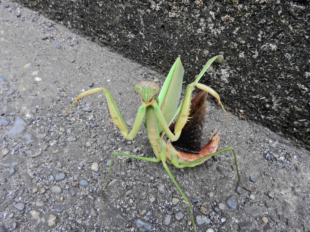 蟷螂さんと出合って遊んだ(∩.∩）　５