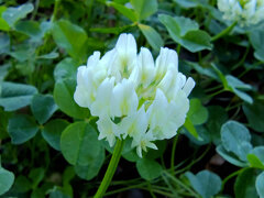 真冬に咲く　シロツメクサ（白詰草）４