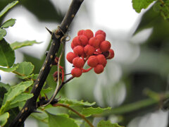 山椒の（赤い実）1/2