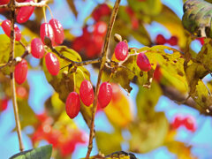 山茱萸 （さんしゅゆ）実　３