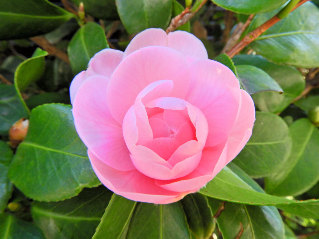 乙女椿　一輪　開花　３