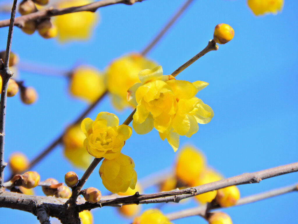 寒風・強風　吹く・・蝋梅　２